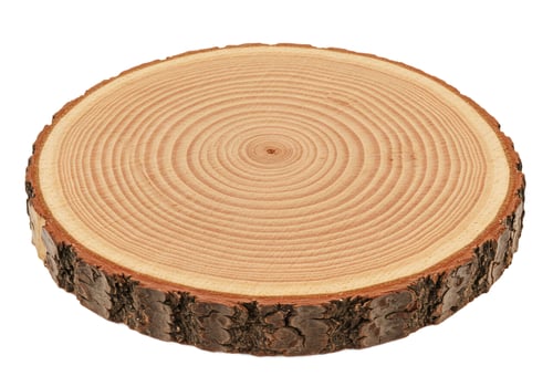 Tree slice showing wood grain and bark texture on white background photo
