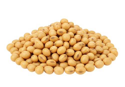 Soybean pile isolated natural protein source agriculture crop photo