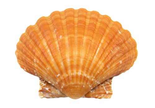Single scallop shell isolated on white background marine life photo