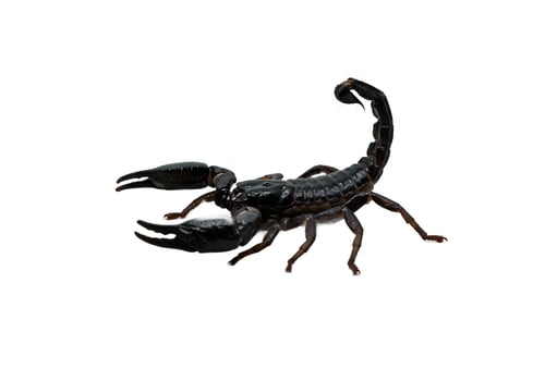 Scorpion isolated on white background wildlife venomous arachnid creature photo