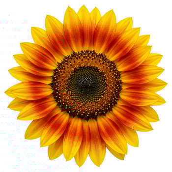 Radiant sunflower blossom isolated on white background showing floral beauty photo
