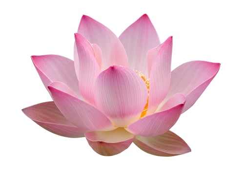 Pink flower blossom with soft petals on clean white background photo