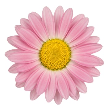 Pink flower blossom macro isolated on white photo