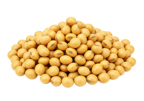 Pile of soybeans isolated on white background for healthy eating and vegan protein photo