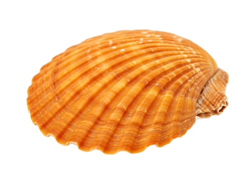 Orange seashell with ribbed texture isolated on white background photo