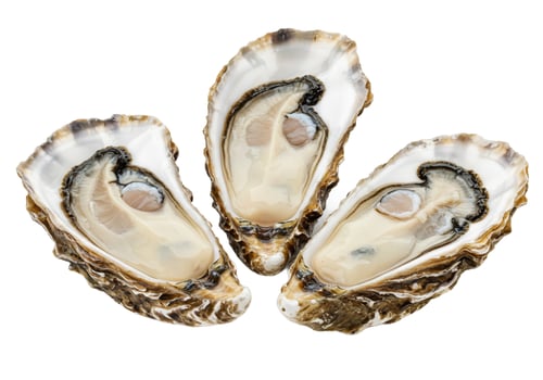 Opened oyster shells fresh seafood marine food photo