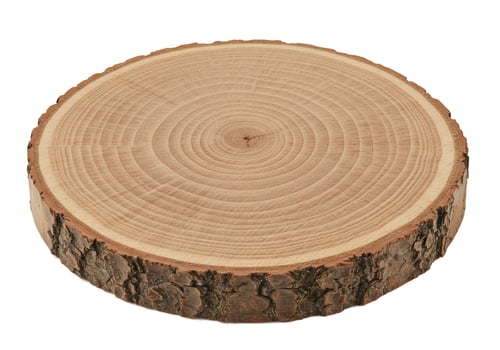 Isolated tree slice showing wood grain and rings for crafts or natural backgrounds photo