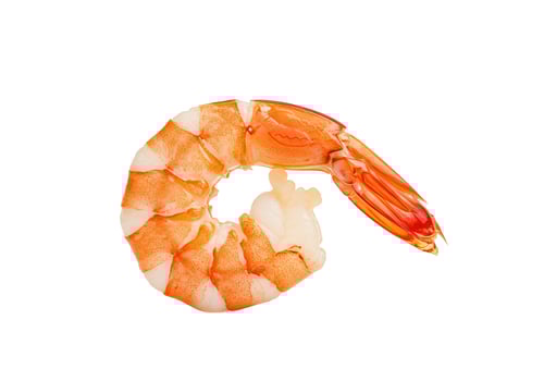 Isolated cooked shrimp close up delicious seafood photo