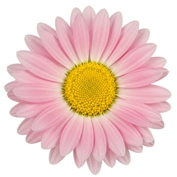 Isolated pink daisy blossom with yellow center on white background photo