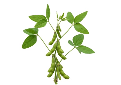 Fresh soybean plant isolated on white background studio shot photo