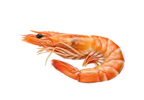 Fresh raw shrimp seafood ingredient isolated on white background for commercial use photo