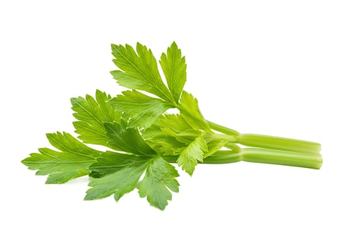 Fresh green celery stalk isolated on white background for culinary use photo