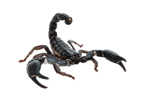 Detailed scorpion isolated on white background arthropod specimen photo