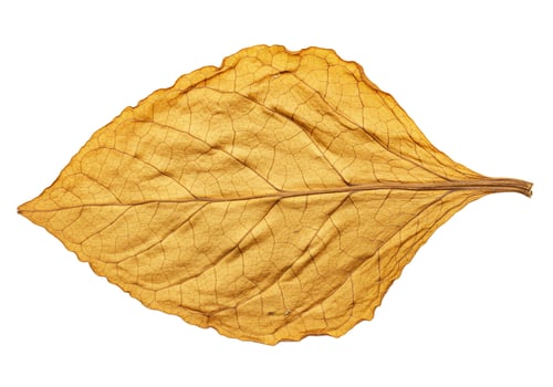 Dried leaf detail nature pattern isolated on white background photo