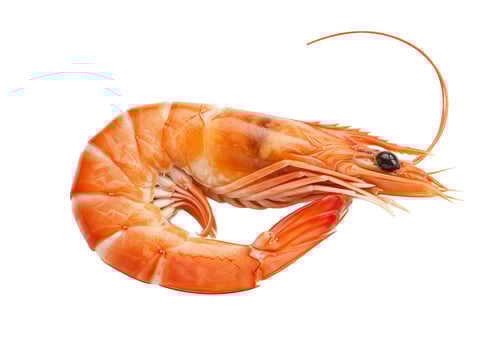 Cooked shrimp seafood still life isolated on white photo