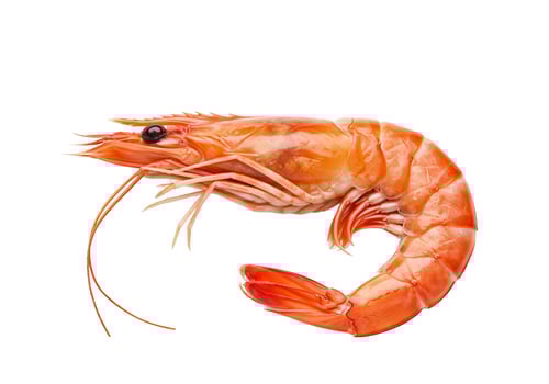 Cooked shrimp on white background seafood still life photo