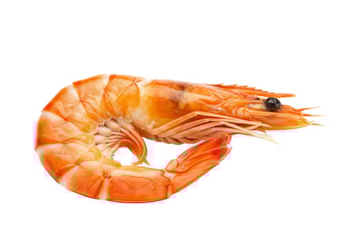 Cooked shrimp seafood culinary delight isolated on white photo