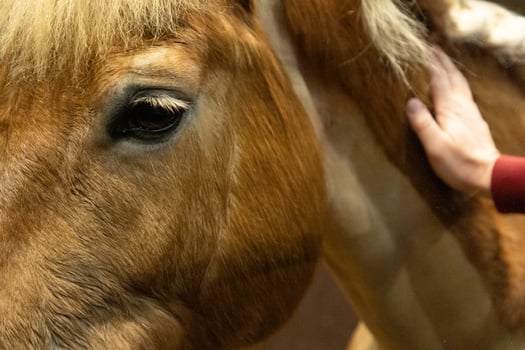 brown horse being gently petted hand in a warm indoor environment photo