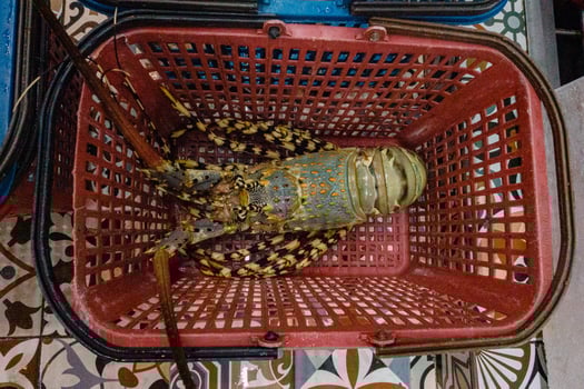 Lobster resting in a red basket with intricate patterns on the floor surrounding it photo
