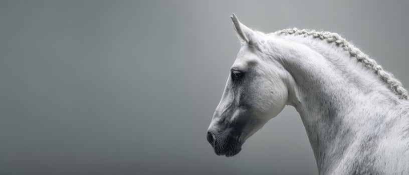 The elegant white horse with braided mane against a minimalist background. photo