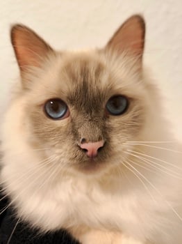 Stunning Portrait of a Burmese Cat with Piercing Blue Eyes photo