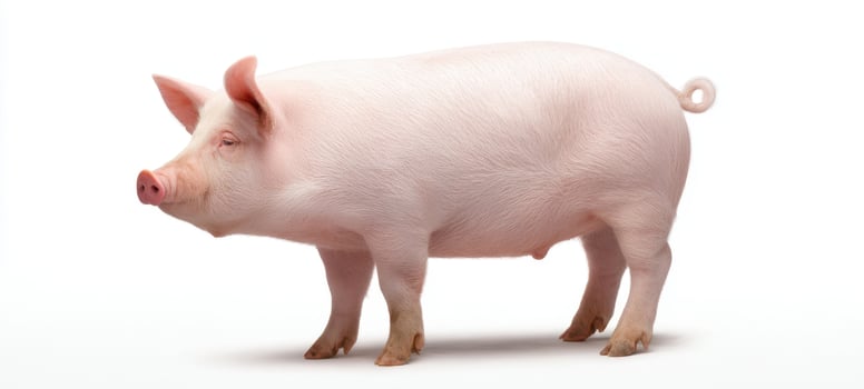 The adorable pink pig standing peacefully on a white background. photo