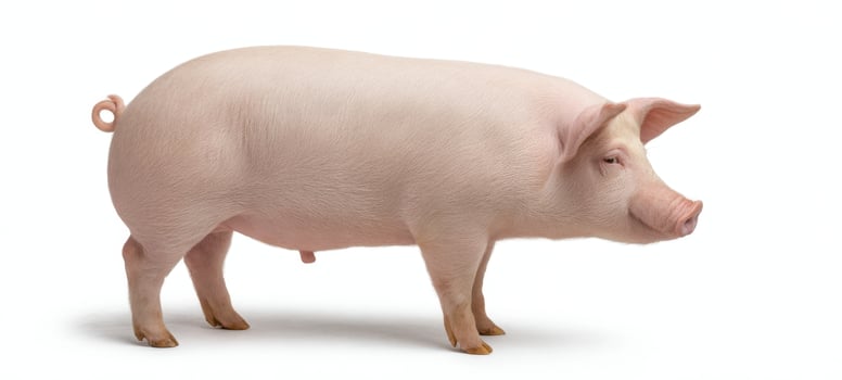 The adorable pig standing gracefully in a bright and clean studio setting. photo