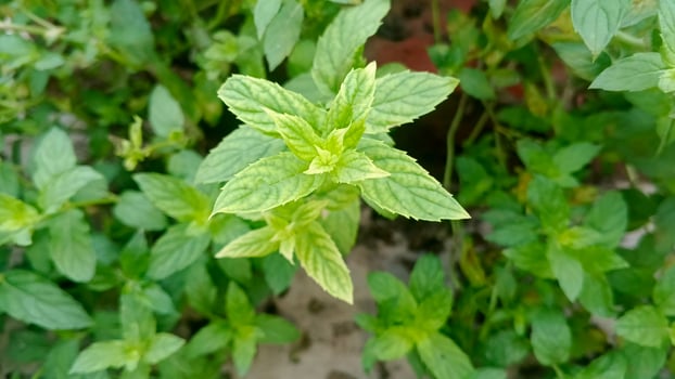 A close up of a green plant with leaves photo
