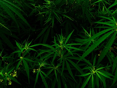 Fresh Green Cannabis Leaves in Dense Natural Foliage Close-Up photo