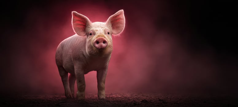 The playful pig standing confidently against a vibrant foggy backdrop photo