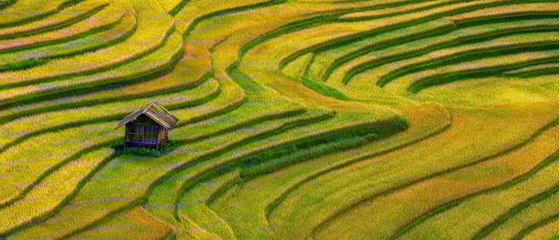The tranquil rice terraces with a rustic shelter amidst vibrant green fields. photo