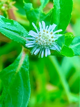 a small blue flower with white centers on green leaves photo