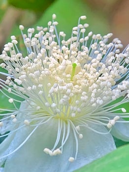 a white flower with many small white flowers photo