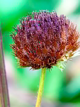 a close up of a purple flower with brown stems photo