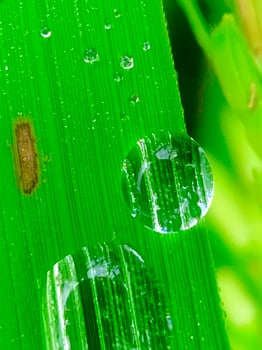 water droplets on a leaf photo