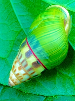 a snail with a green shell sitting on a leaf photo