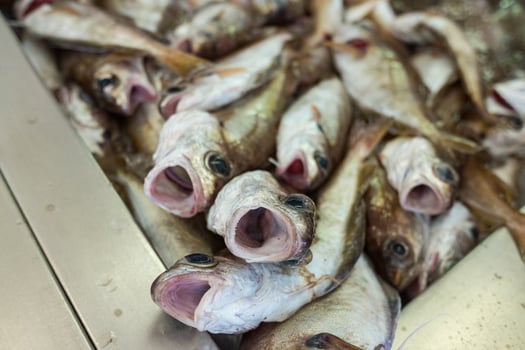 Close up of fish heads with a look of shock or surprise bizarre nature concept photo