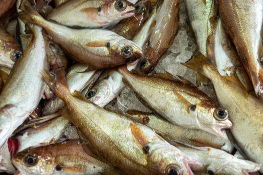 Close up of raw whiting fish ready for sale at a fishmonger gastronomy concept photo
