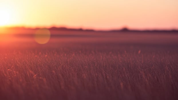 A field with a sunset in the background photo