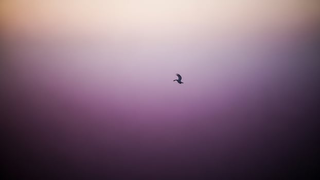 A bird flying in the air over a purple and pink sky photo