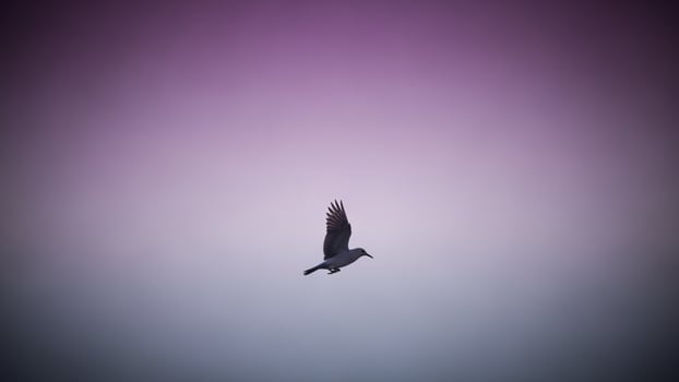 A bird flying in the sky with a purple and pink background photo
