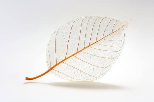 Delicate skeleton leaf with brown vein on white background photo