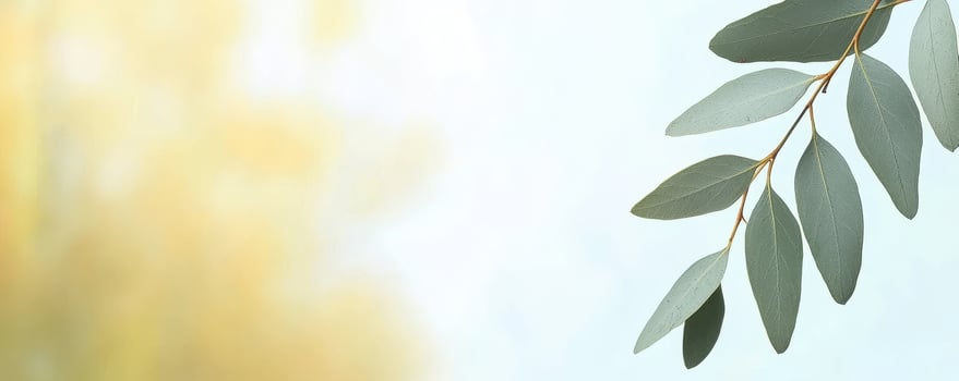 Eucalyptus leaves against soft golden bokeh natural background photo