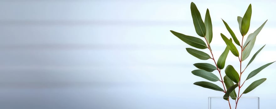 Fresh eucalyptus branch with green leaves against blurred photo