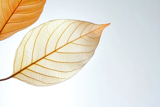 Translucent autumn leaf veins glowing in warm natural light photo