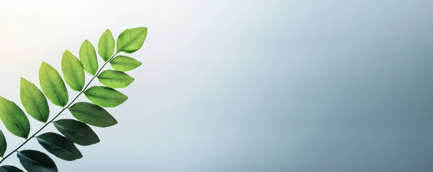 Green fern leaf against soft blue background photo