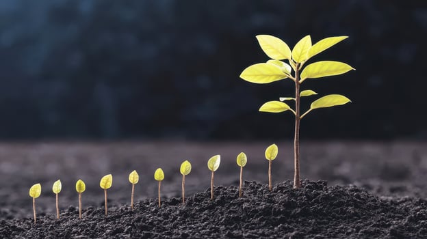 Row of small green seedlings growing in dark soil showing growth and life photo