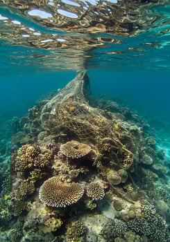 A coral reef with a net and a net photo