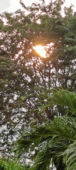 Image of the afternoon sun peeking through the leaves photo