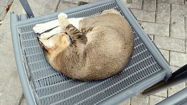 Closeup of sleeping beauty cat photo